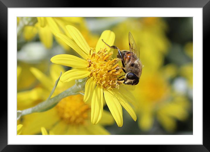 Bee on a yellow flower Framed Mounted Print by Paula Guy