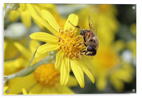 Bee on a yellow flower Acrylic by Paula Guy