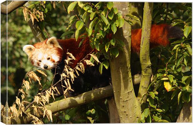 Red Panda Canvas Print by Selena Chambers