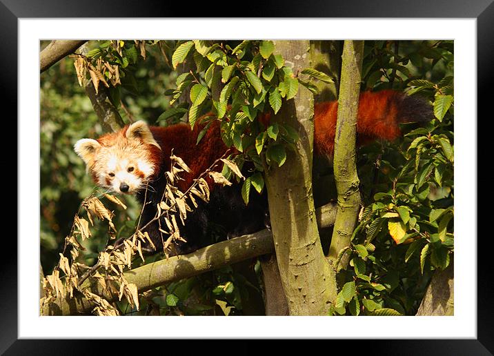 Red Panda Framed Mounted Print by Selena Chambers