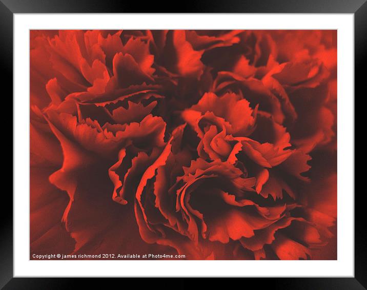 Red Ruffle - Carnation Framed Mounted Print by james richmond