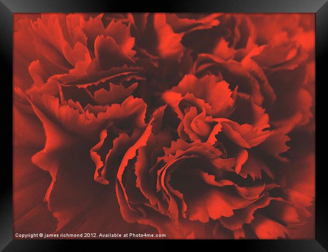 Red Ruffle - Carnation Framed Print by james richmond