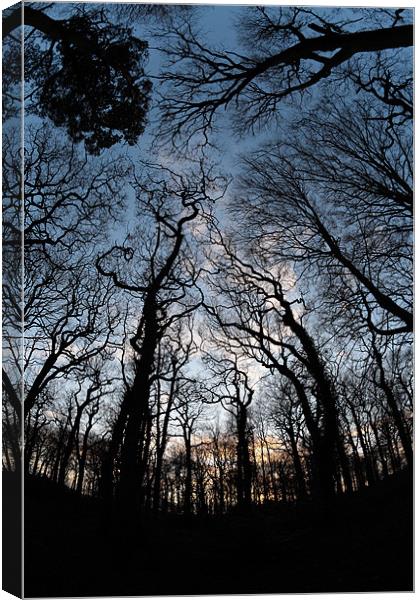 Trees Canvas Print by Andy Stafford