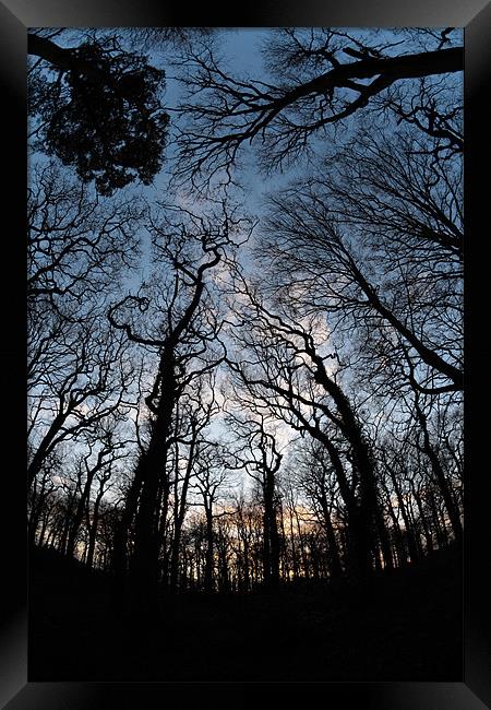 Trees Framed Print by Andy Stafford