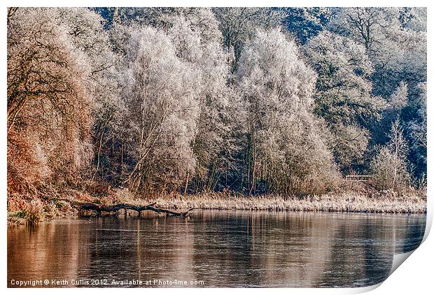 Silver Trees Print by Keith Cullis