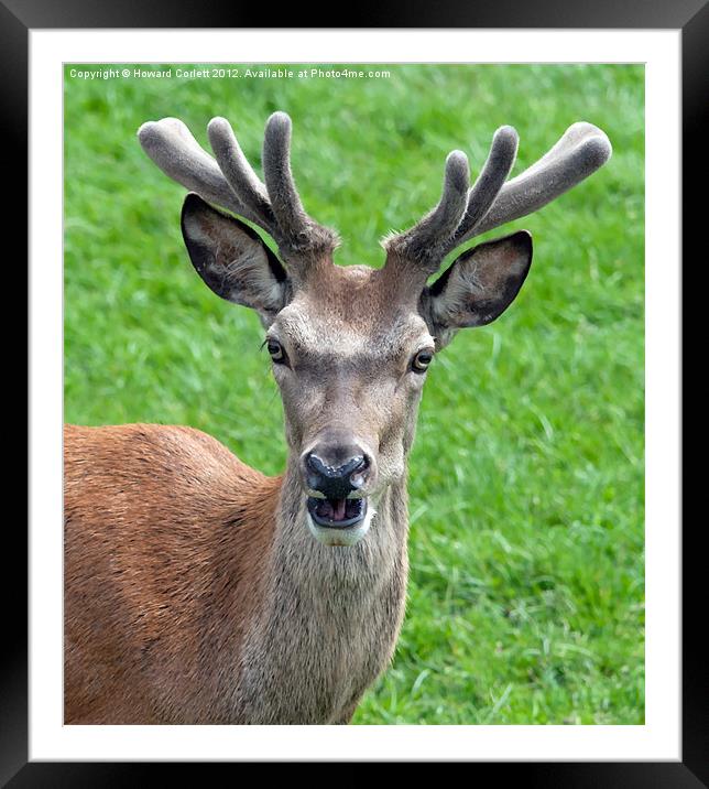 Red deer Framed Mounted Print by Howard Corlett