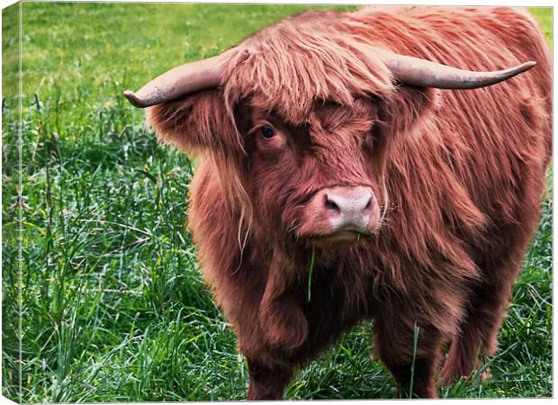 Highland Cow Canvas Print by Jacqi Elmslie