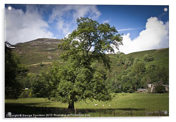 Tree of Loch Earn Acrylic by George Davidson