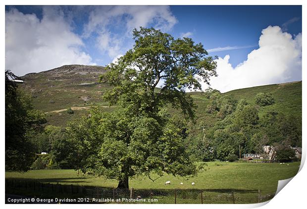 Tree of Loch Earn Print by George Davidson