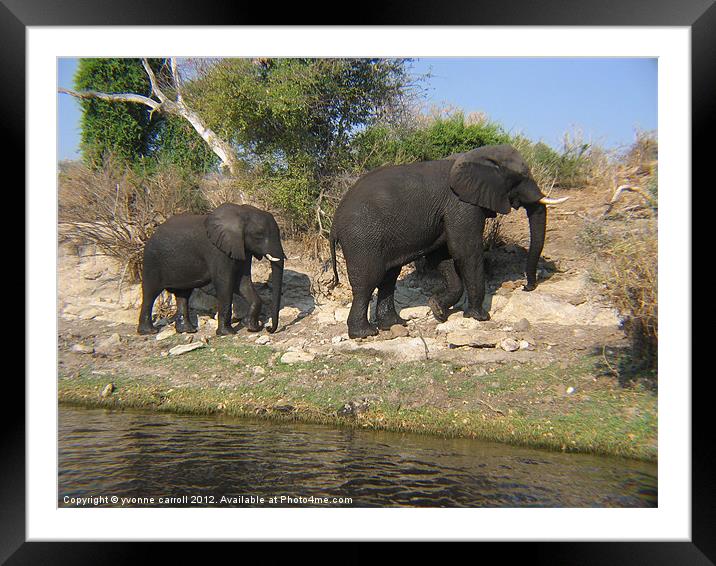 Mum and Baby Elephant Framed Mounted Print by yvonne & paul carroll