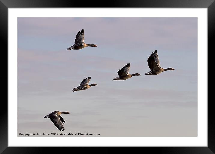 Greylag Geese (Ansur Ansur) in flight (2) Framed Mounted Print by Jim Jones
