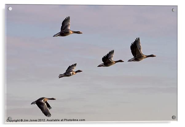 Greylag Geese (Ansur Ansur) in flight (2) Acrylic by Jim Jones