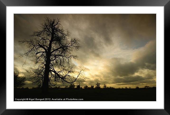 Sunset Tree Framed Mounted Print by Nigel Bangert