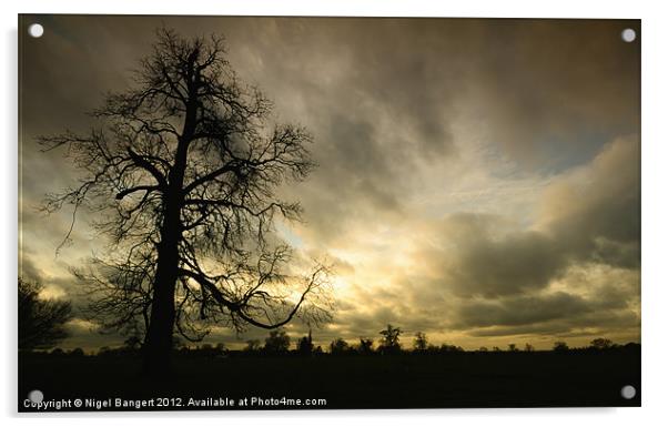 Sunset Tree Acrylic by Nigel Bangert