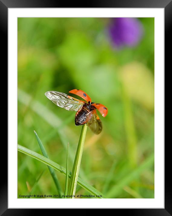 Ladybird Lift Off Framed Mounted Print by Mark  F Banks