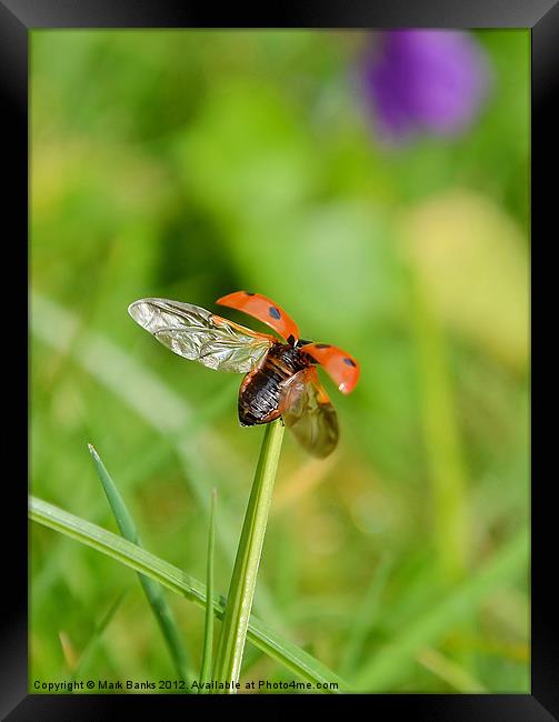 Ladybird Lift Off Framed Print by Mark  F Banks