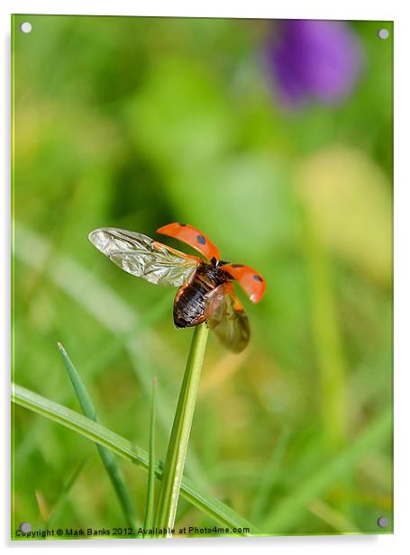 Ladybird Lift Off Acrylic by Mark  F Banks