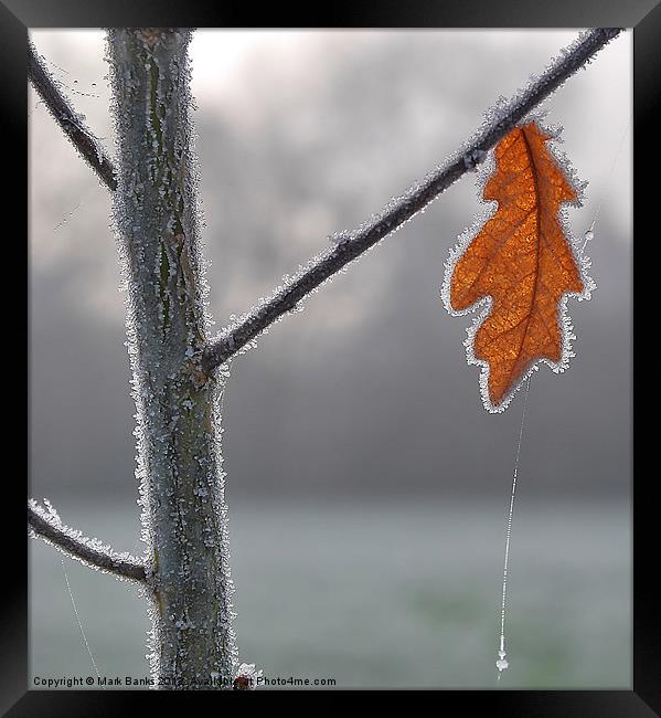 Last Leaf Framed Print by Mark  F Banks