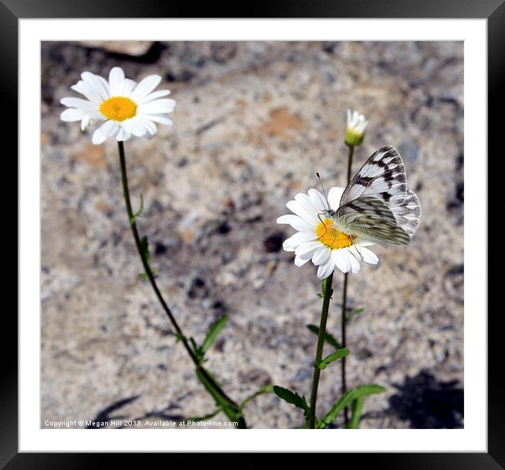 Butterfly on Daisy Framed Mounted Print by Megan Winder