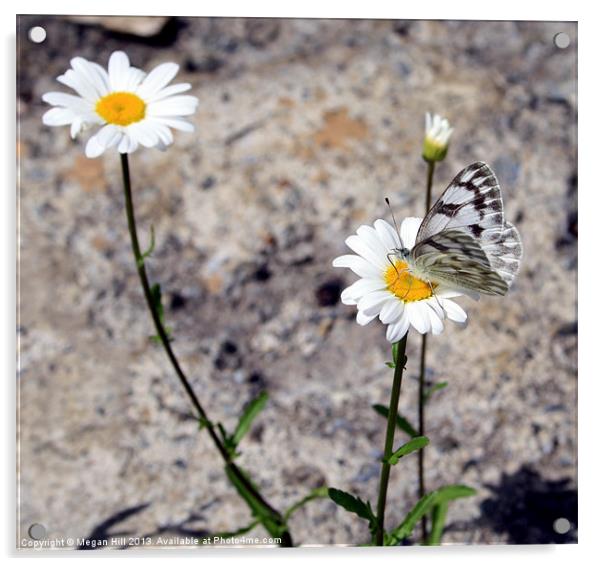 Butterfly on Daisy Acrylic by Megan Winder