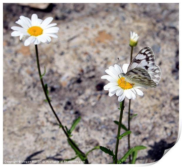 Butterfly on Daisy Print by Megan Winder