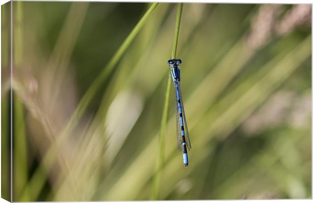 Blue Damsel Fly Canvas Print by Philip Berry