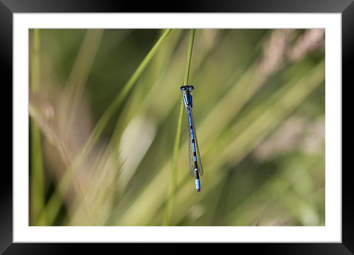Blue Damsel Fly Framed Mounted Print by Philip Berry