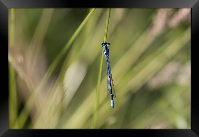 Blue Damsel Fly Framed Print by Philip Berry