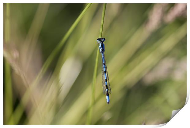 Blue Damsel Fly Print by Philip Berry