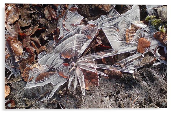 Ice flower  Acrylic by Ranald Dods