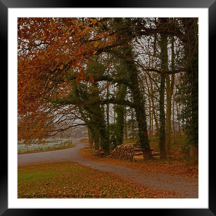 Winter Trees at Wardour Framed Mounted Print by Phil Wareham