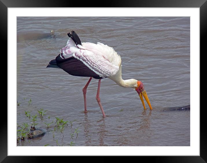 Yellow Billed Stork Framed Mounted Print by Tony Murtagh
