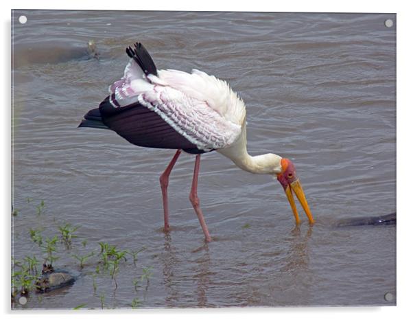 Yellow Billed Stork Acrylic by Tony Murtagh