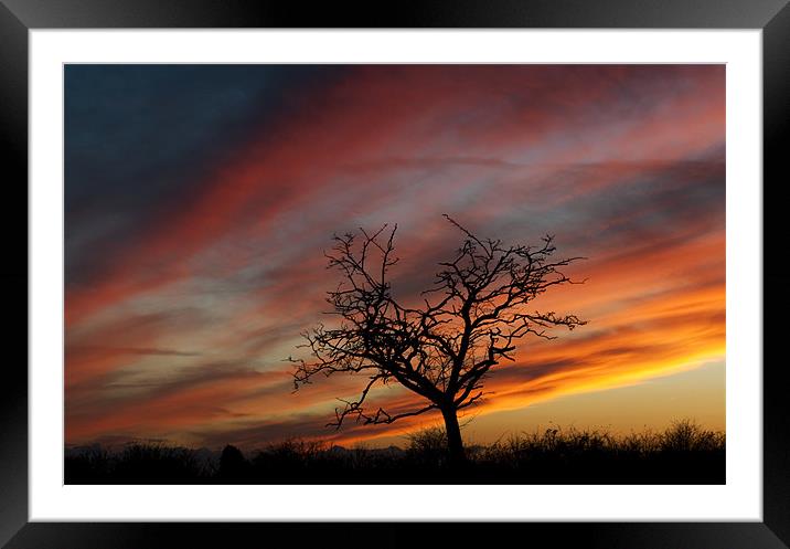 Golden Sunset Framed Mounted Print by Tracey Whitefoot