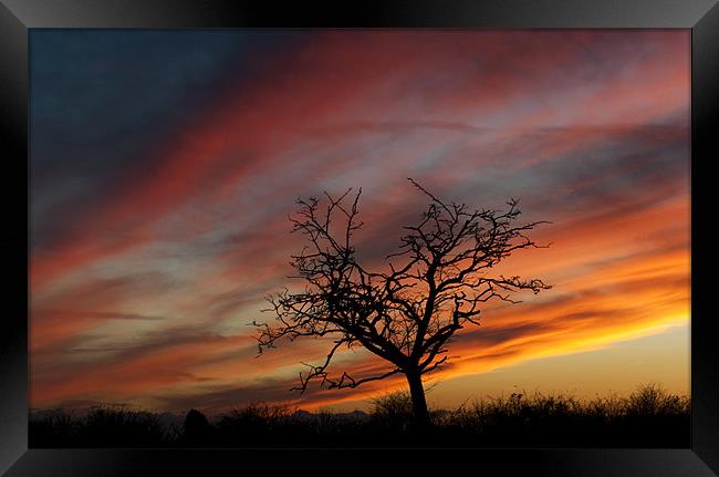 Golden Sunset Framed Print by Tracey Whitefoot