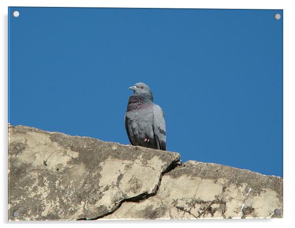 pigeon on ruins  Acrylic by Ankur Mahindroo