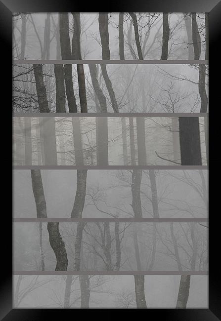 Woodland selection Framed Print by Gavin Wilson