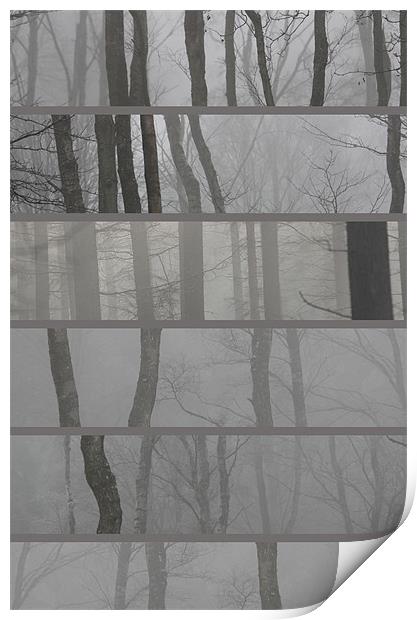 Woodland selection Print by Gavin Wilson