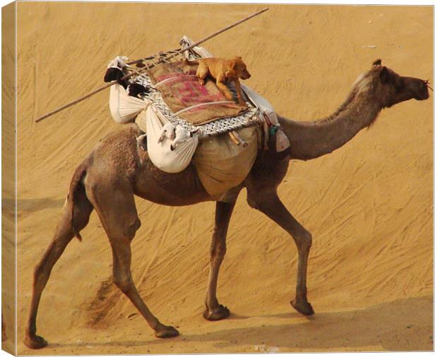 A Dog enjoying a Camel ride  Canvas Print by Ankit Mahindroo