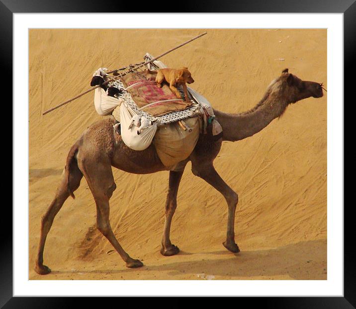 A Dog enjoying a Camel ride  Framed Mounted Print by Ankit Mahindroo
