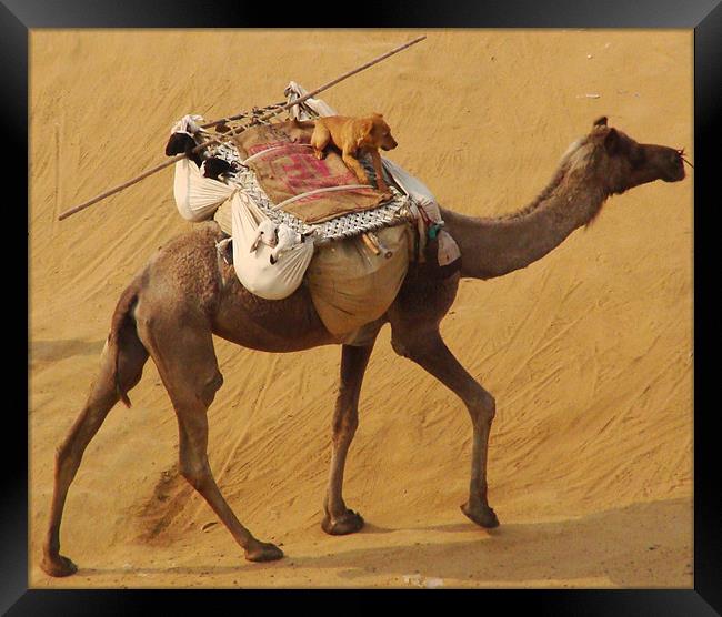 A Dog enjoying a Camel ride  Framed Print by Ankit Mahindroo