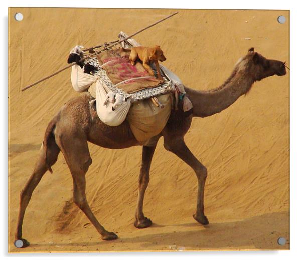 A Dog enjoying a Camel ride  Acrylic by Ankit Mahindroo