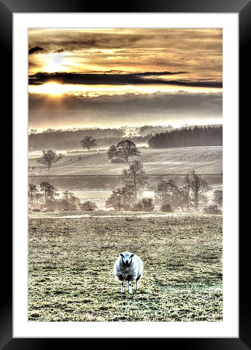 One sheep landscape Framed Mounted Print by Gavin Wilson