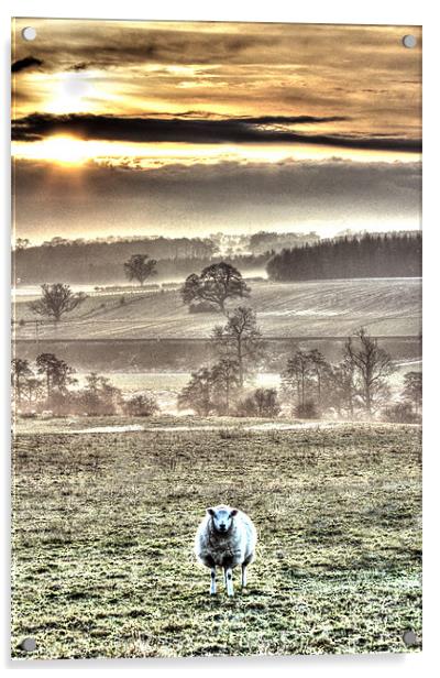 One sheep landscape Acrylic by Gavin Wilson