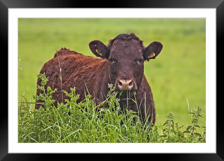 What You Looking At? Framed Mounted Print by claire lukehurst