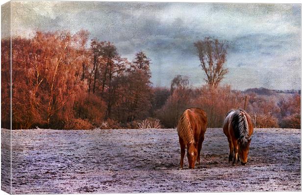 Grazing side by side Canvas Print by Dawn Cox
