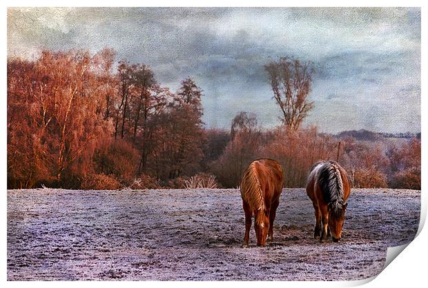Grazing side by side Print by Dawn Cox