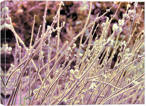 bending in the wind Canvas Print by carin severn