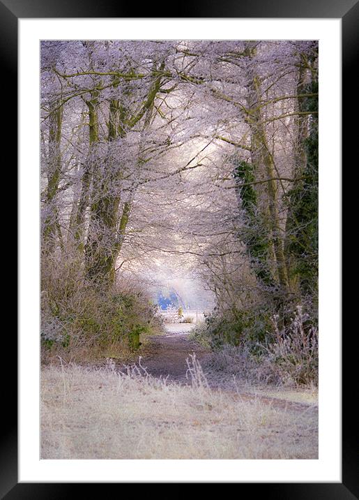 A Frosty Canopy Framed Mounted Print by Dawn Cox