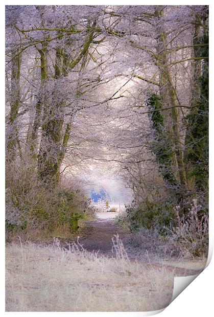 A Frosty Canopy Print by Dawn Cox
